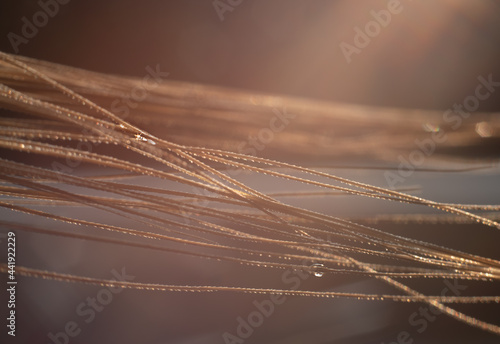 watter drops on the rye ears in the morning sunlight. Close up nature background with copy space photo