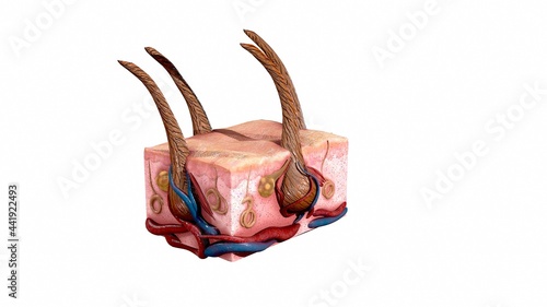 anatomical illustration of the structure of the skin and hair. 3D render.