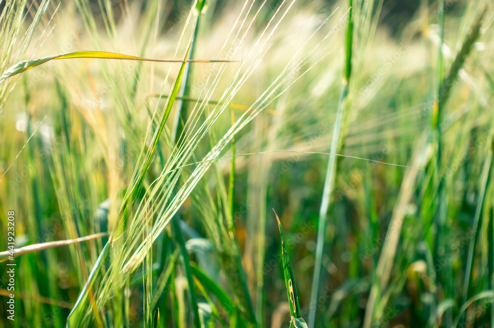 Obraz premium Harvest bread. Background from ripe ears of bread. Yellow and green wheat field. Close-up of nature.