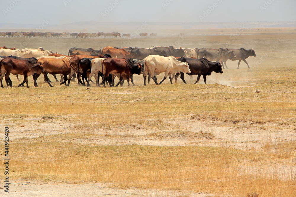 Large herd of Masai cattle walking on dusty plains, Kenya. Large herd of Masai cattle walking on dusty plains, Kenya.