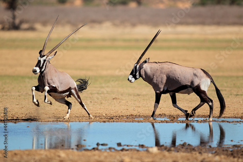 Gemsbok antelopes (Oryx gazella) at a waterhole, Kalahari desert, South Africa. photo