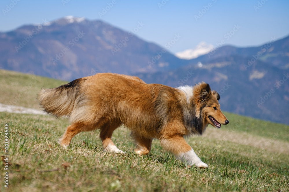 Sable Shetland sheepdog in the mountains Sable Shetland sheepdog in the mountains