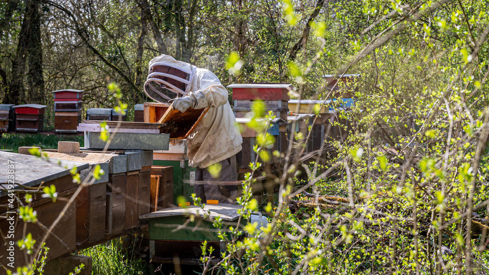 Beekeeper on apiary. Beekeeper is working with bees and beehives on the apiary. Beekeeper on apiary. Beekeeper is working with bees and beehives on the apiary.