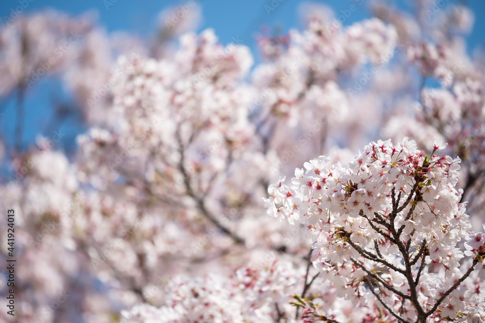 white cherry tree blossom or sakura, Nagoya white cherry tree blossom or sakura, Nagoya