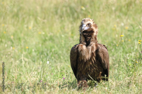 Cinereous vulture (Aegypius monachus) perched on the ground with grass