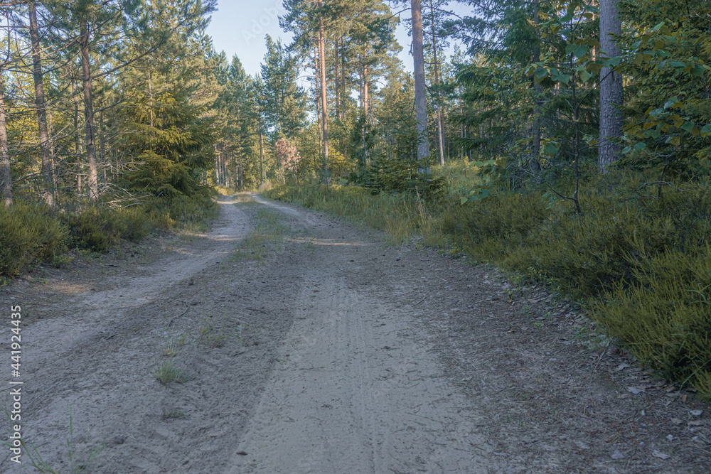 Gravel road in a pine forest. On a sunny summer day