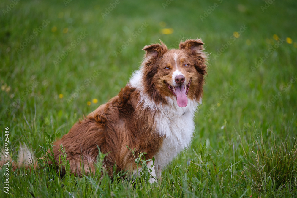 Red tricolor Australian shepherd dog Red tricolor Australian shepherd dog