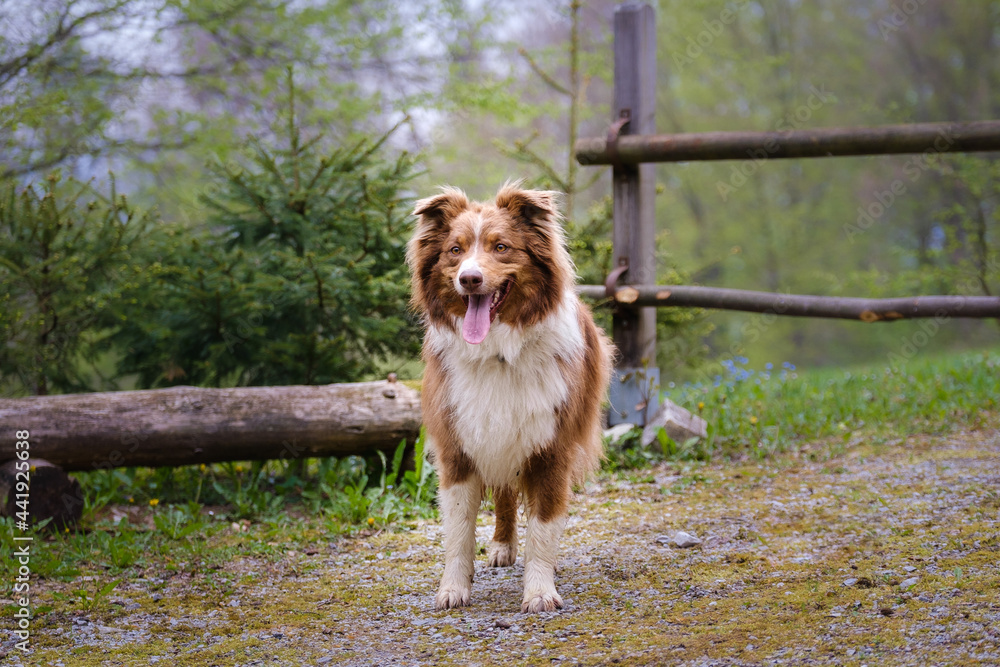 Red tricolor Australian shepherd dog Red tricolor Australian shepherd dog