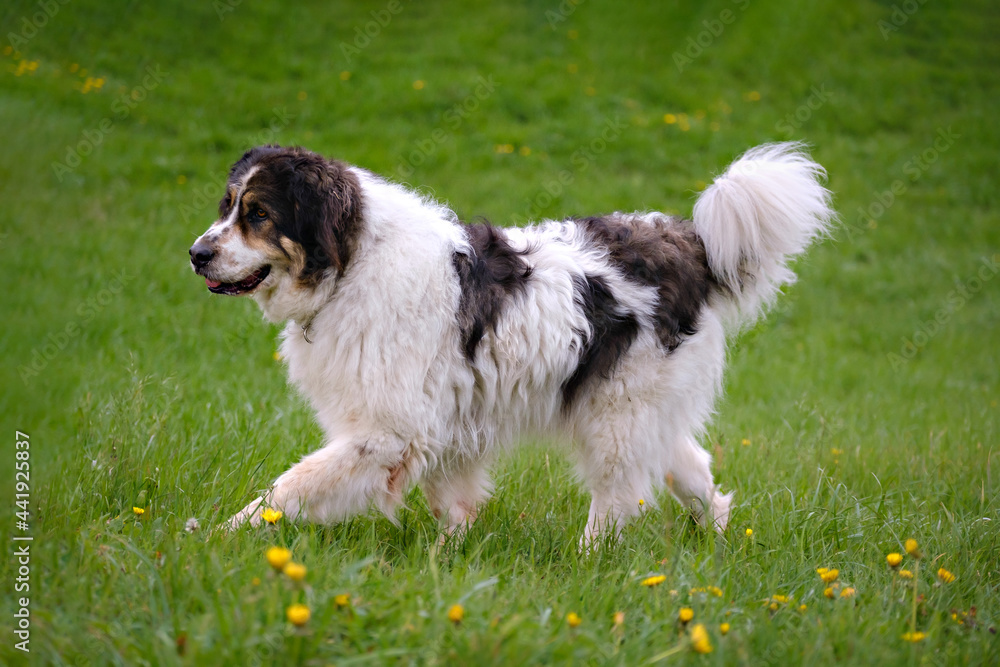 Tornjak - Bosnian Herzegovinian - Croatian Shepherd dog