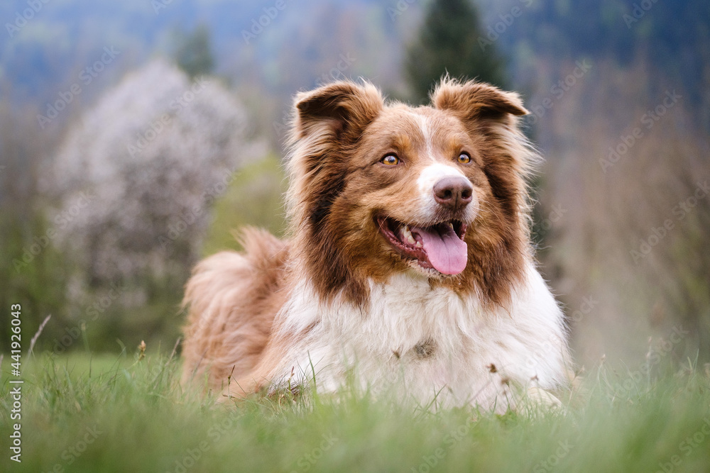 Red tricolor Australian shepherd dog Red tricolor Australian shepherd dog