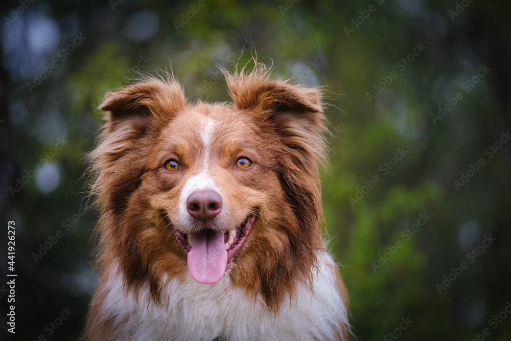 Red tricolor Australian shepherd dog