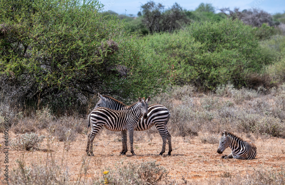 Obraz premium playful zebras play with each other while eating in the bush