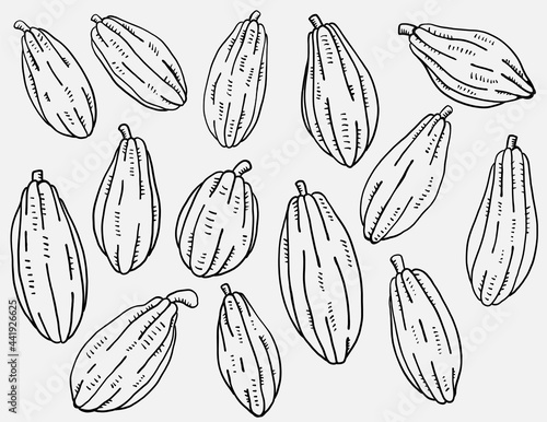 Doodle freehand sketch drawing of cacao fruit collection.
