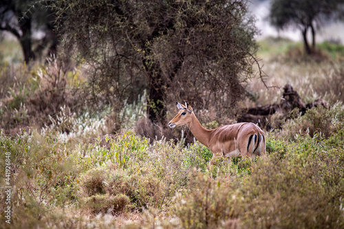Fototapeta Naklejka Na Ścianę i Meble -  antelope eating juicy green grass in the meadows in the national park