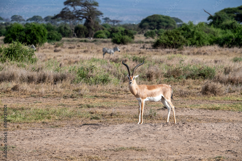 Naklejka premium antelope eating juicy green grass in the meadows in the national park