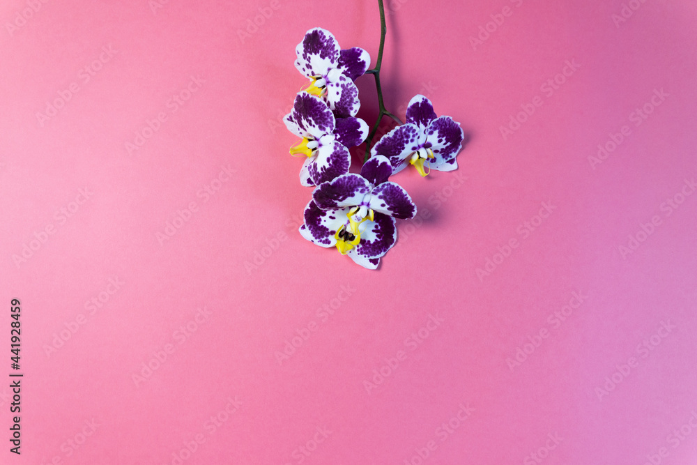 Purple orchid flower branch on pink background with copy space Purple orchid flower branch on pink background with copy space