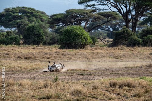 playful zebras play with each other while eating in the bush