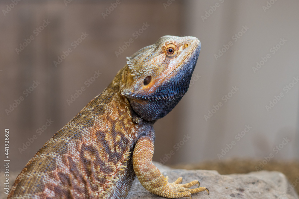 Bearded dragon (pogona vitticeps) with black beard Bearded dragon (pogona vitticeps) with black beard