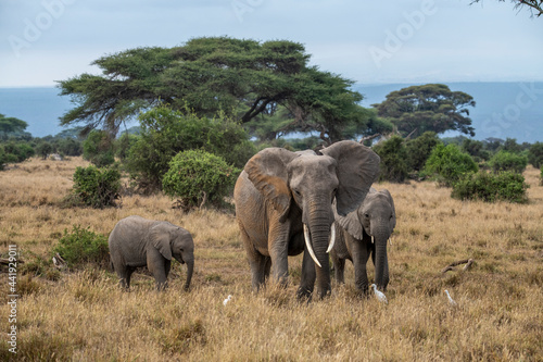 a family of elephants, accompanied by white herons, migrate through green meadows