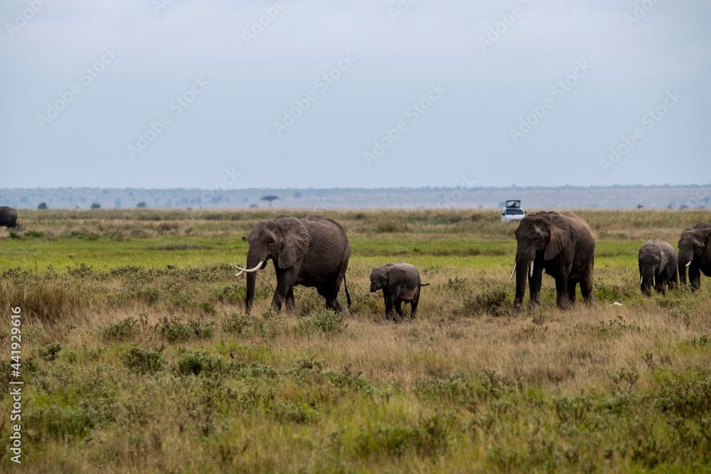 a family of elephants, accompanied by white herons, migrate through green meadows a family of elephants, accompanied by white herons, migrate through green meadows