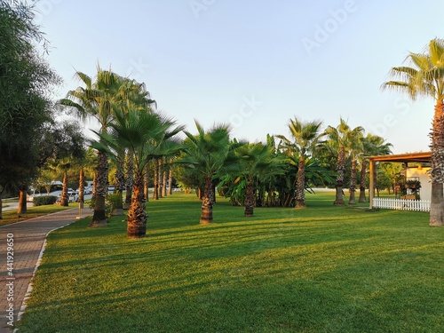 palm trees in the park