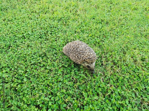 hedgehog in the grass