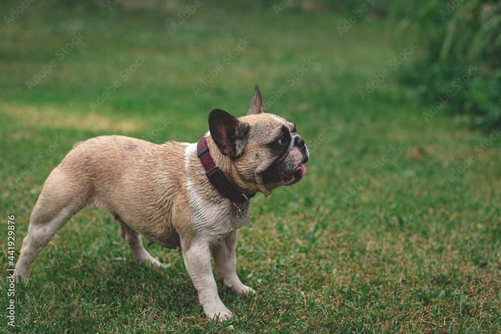 wet french bulldog girl on lawn. green grass in background wet french bulldog girl on lawn. green grass in background