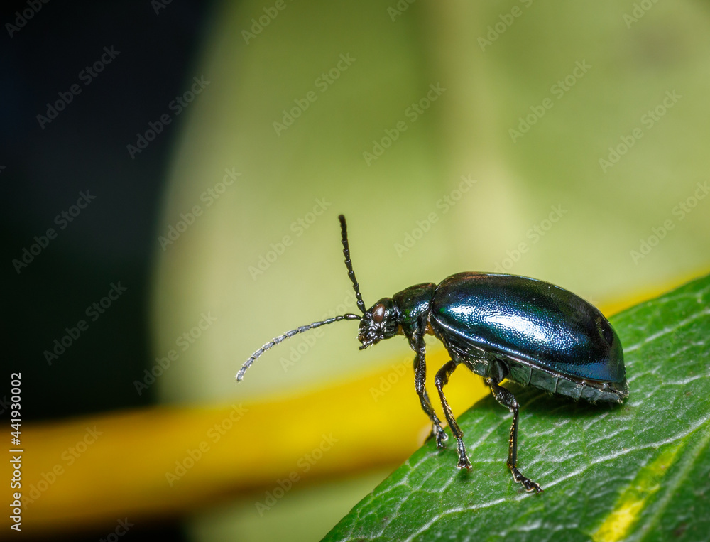Alder leaf beetle, Agelastica alni. Alder leaf beetle standing on a leaf. Alder leaf beetle, Agelastica alni. Alder leaf beetle standing on a leaf.