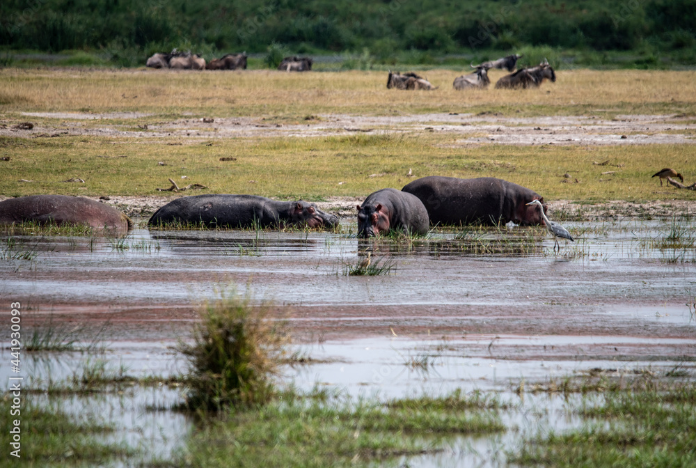 hippos on vacation near the river with a large family with offspring hippos on vacation near the river with a large family with offspring