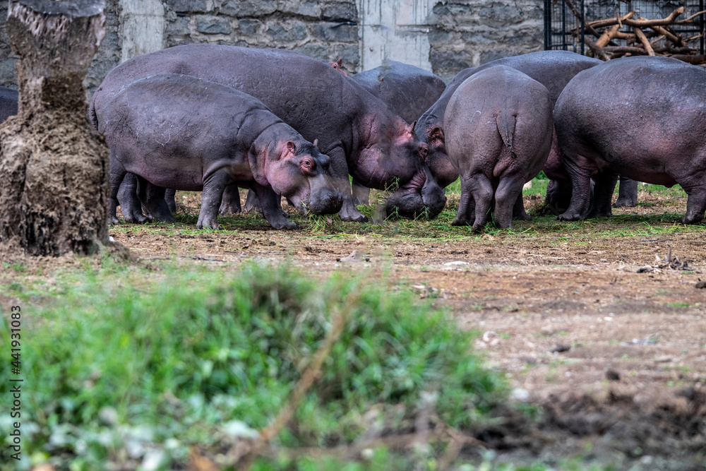hippos on vacation near the river with a large family with offspring hippos on vacation near the river with a large family with offspring