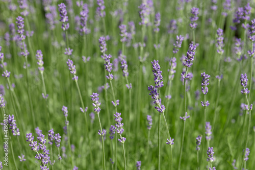 Fresh purple lavender flowers closeup outdoors