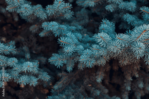 Blue spruce background. Needles on the branches . Winter concept