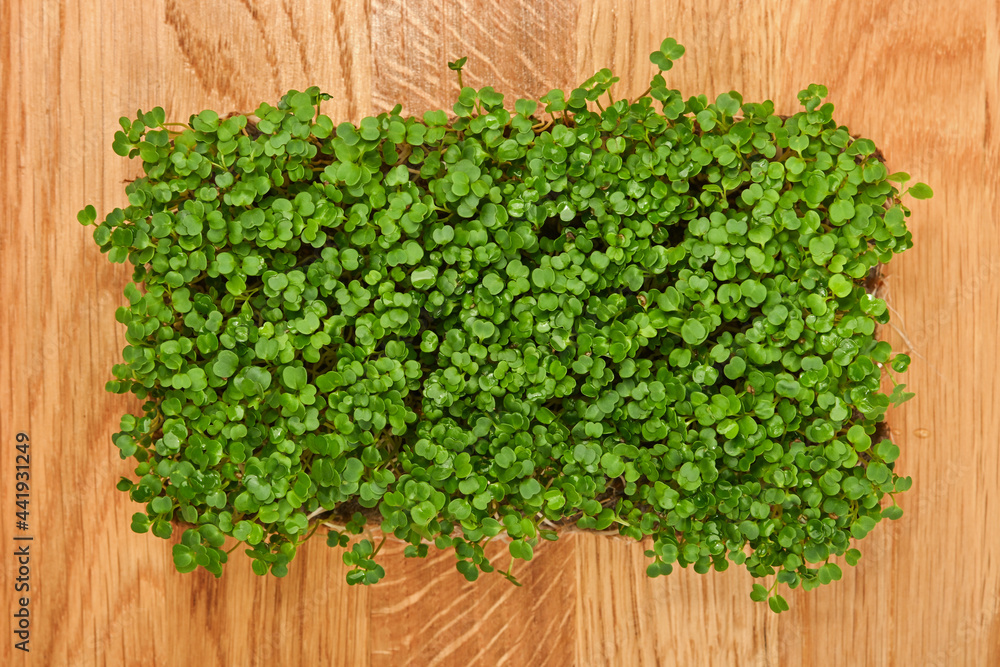 Green arugula microgreen on wooden cutting board Green arugula microgreen on wooden cutting board