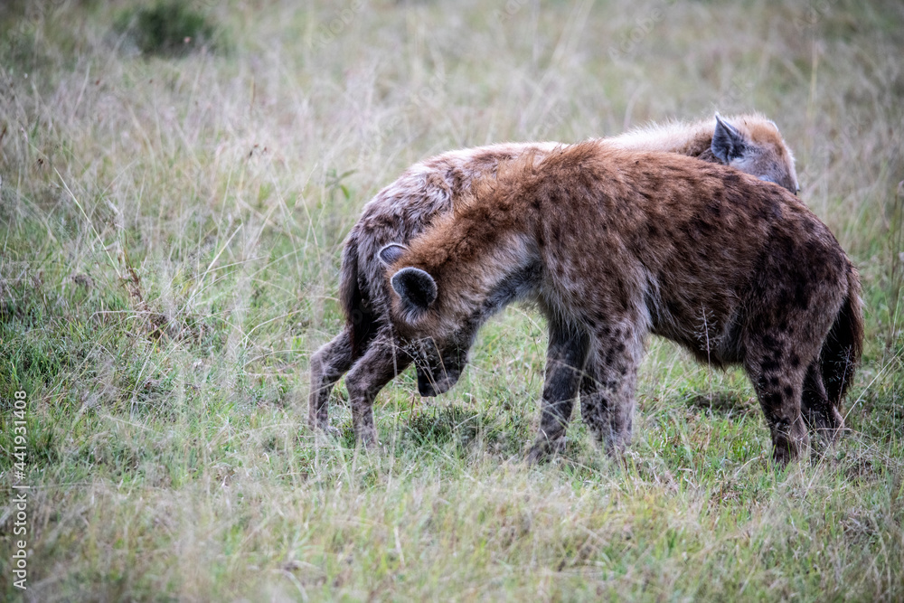 hyenas in tall and green grass are preparing to hunt 