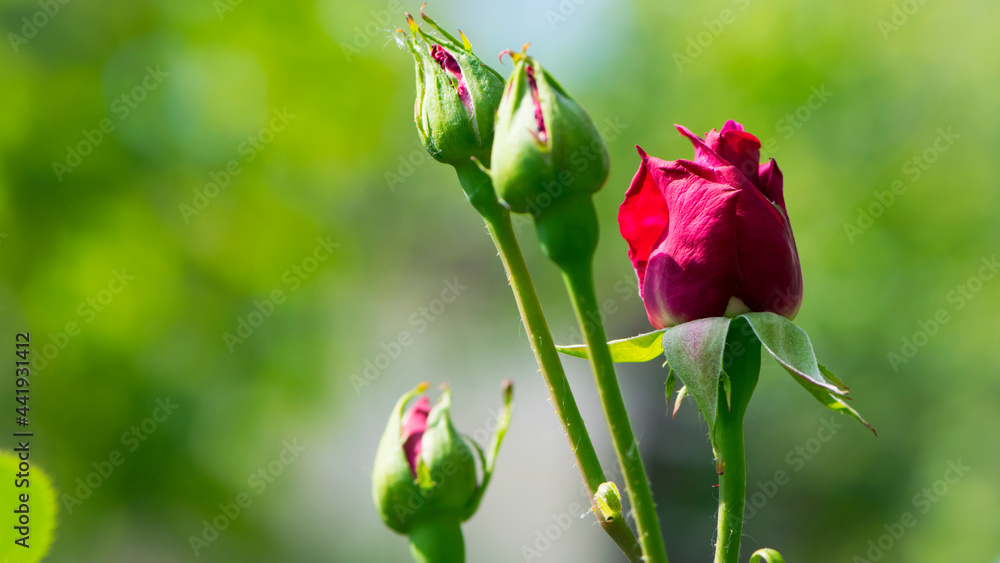 Red Rose Bud. New rose bud. Young graceful spray rose. A small bud of a blooming flower. magic garden. Natural background. beautiful flower, on a flowerbed, close-up. space for text Red Rose Bud. New rose bud. Young graceful spray rose. A small bud of a blooming flower. magic garden. Natural background. beautiful flower, on a flowerbed, close-up. space for text