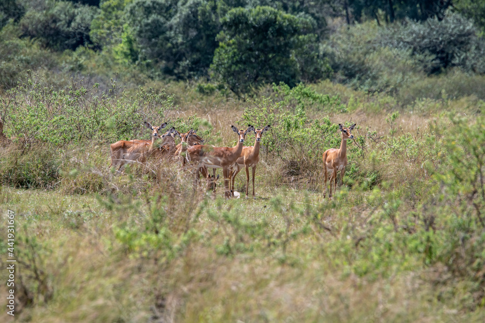 Fototapeta premium antelope eating juicy green grass in the meadows in the national park