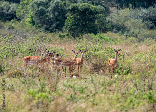 Fototapeta Naklejka Na Ścianę i Meble -  antelope eating juicy green grass in the meadows in the national park