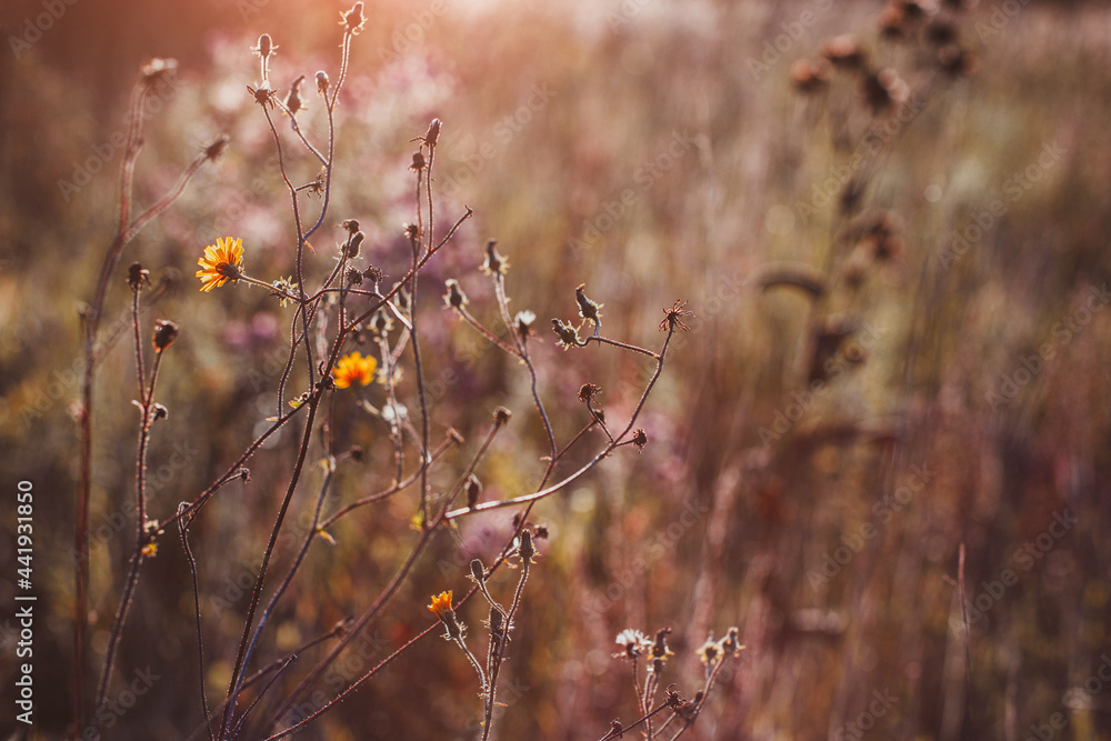 Autumn wild grass and flowers on a meadow in the rays of the golden hour sun. Seasonal romantic artistic vintage autumn field landscape wildlife background with morning sunlight Autumn wild grass and flowers on a meadow in the rays of the golden hour sun. Seasonal romantic artistic vintage autumn field landscape wildlife background with morning sunlight