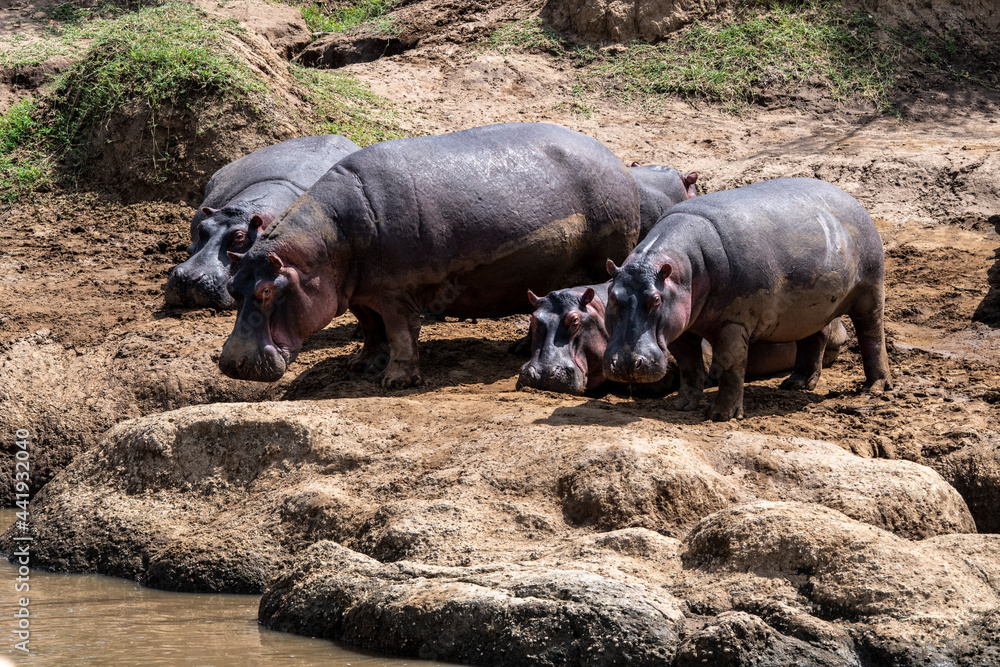 hippos on vacation near the river with a large family with offspring hippos on vacation near the river with a large family with offspring