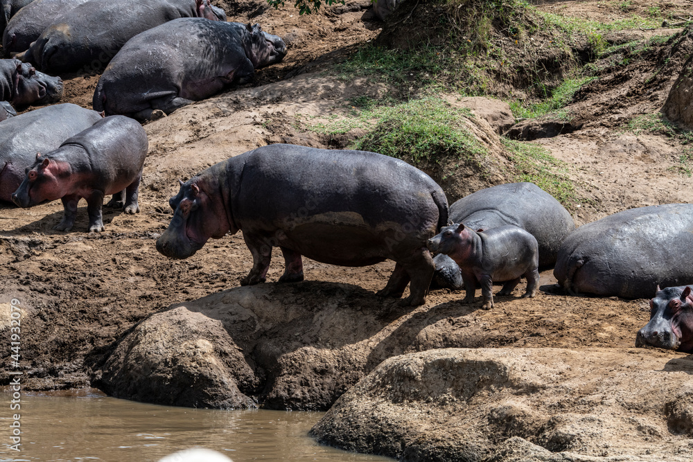 hippos on vacation near the river with a large family with offspring hippos on vacation near the river with a large family with offspring