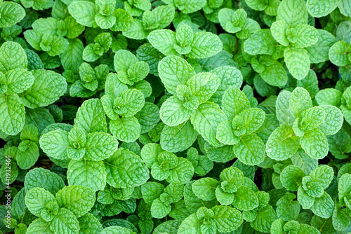 Close up green mint leaves in the garden