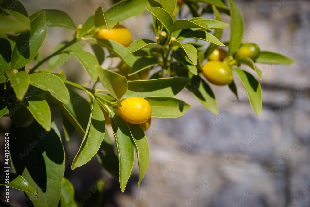 Yellow Kumquat fruit on tree