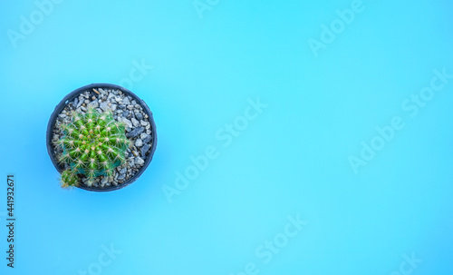 Flat lay view of cactus on blue background with copy space. Minimal style concept. 