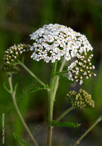 Gemeine Schafgarbe, Gewöhnliche Schafgarbe (Achillea millefolium) // Common Yarrow photo