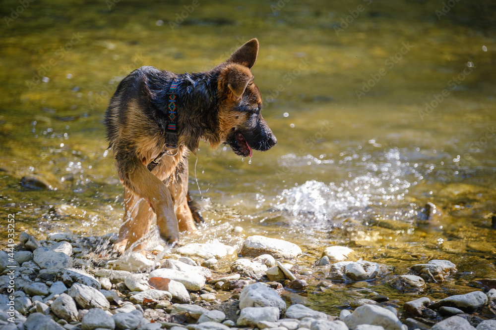 Cute purebred German shepherd puppy Cute purebred German shepherd puppy