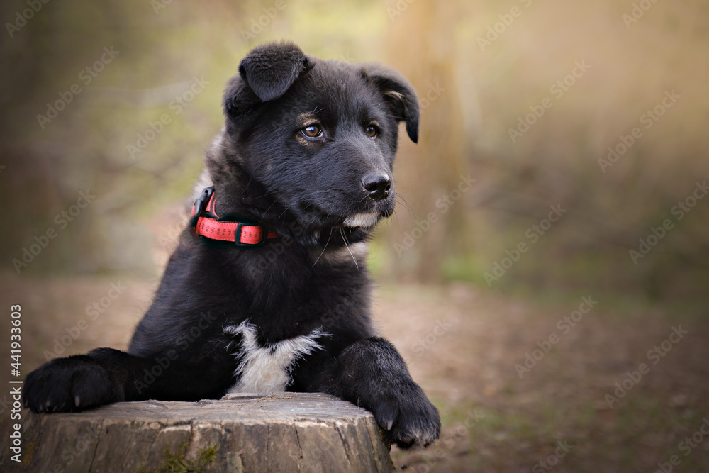 Sweet small black dog puppy