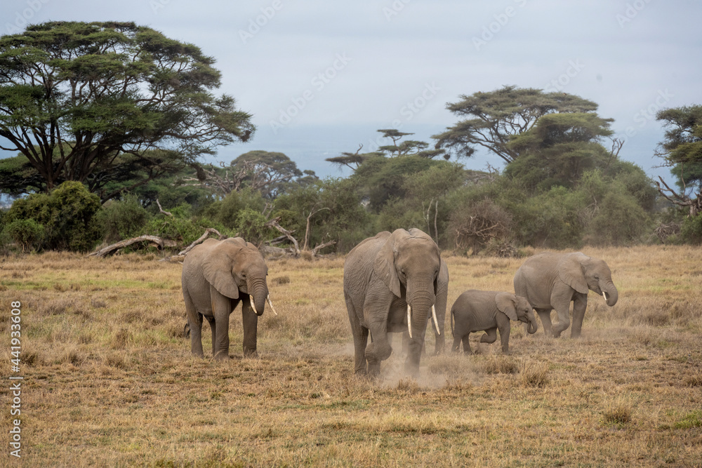 a family of elephants, accompanied by white herons, migrate through green meadows 