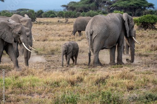 a family of elephants, accompanied by white herons, migrate through green meadows 