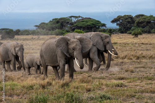 a family of elephants  accompanied by white herons  migrate through green meadows 