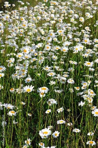 Ox-eye daisy // Magerwiesen-Margerite (Leucanthemum vulgare) photo